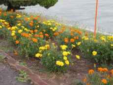 IMG_7286 IMG_7286